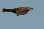 Red-vinged Blackbird